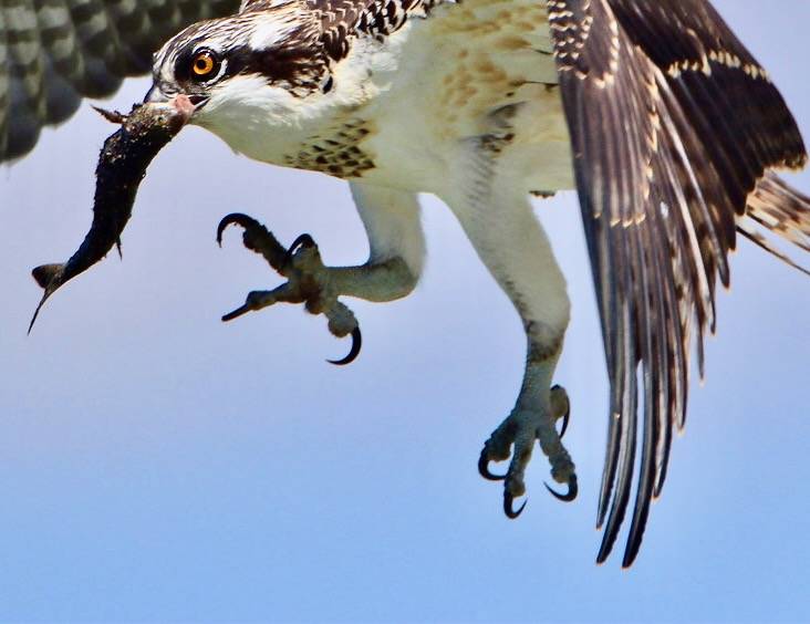 IMG_5579 by winnu is licensed under CC BY 2.0